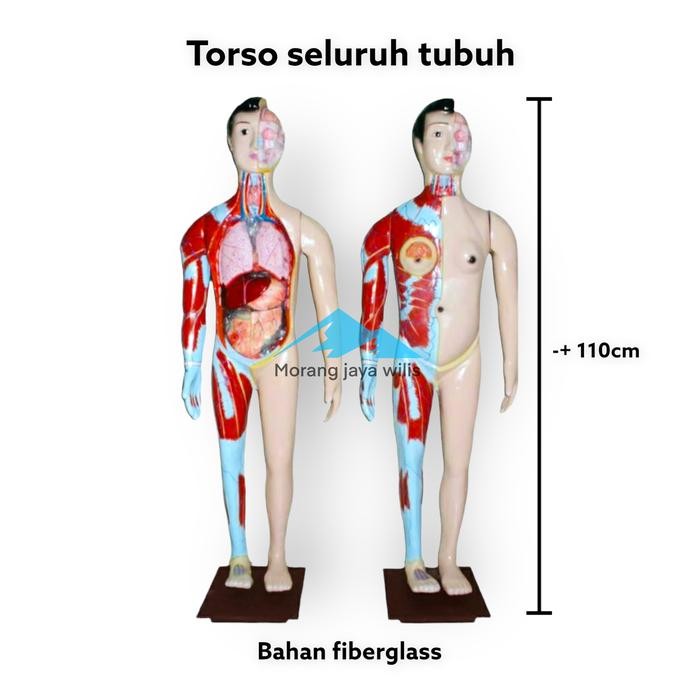 

Alat peraga pendidikan Torso seluruh tubuh tinggi 110cm