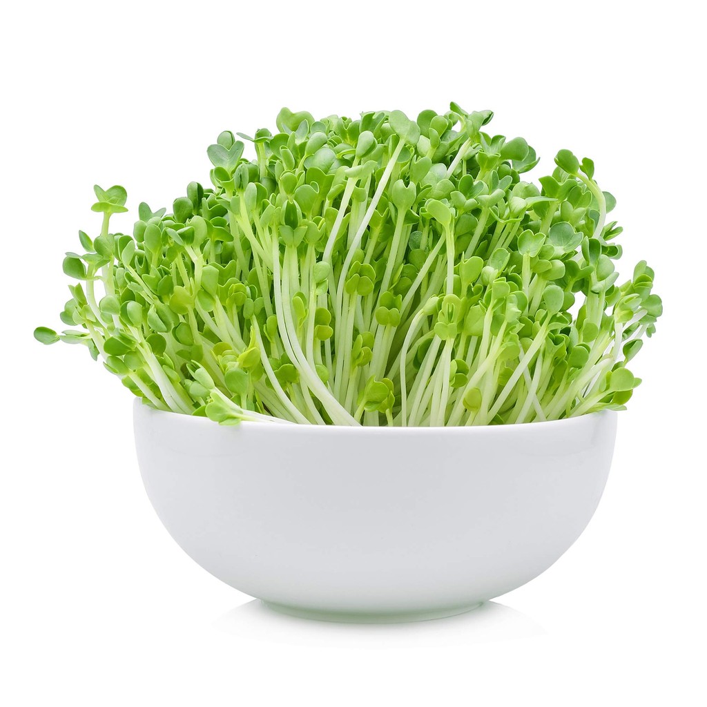Terlaris - 50 Bibit Benih Microgreen Arugula
