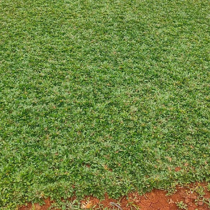 rumput gajah mini hias/rumput untuk taman