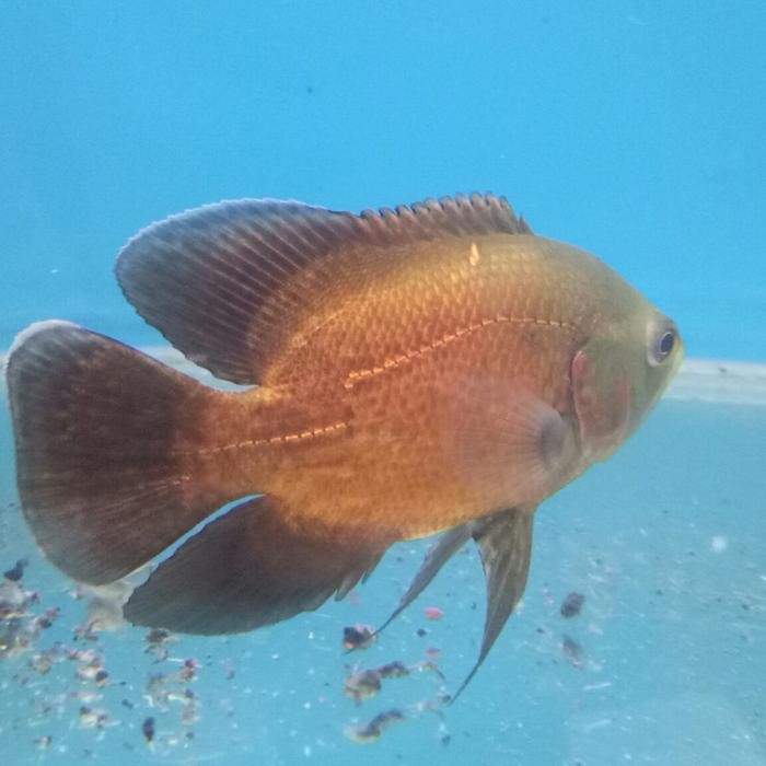 Terlaris Oscar Tembaga Size 3Jari