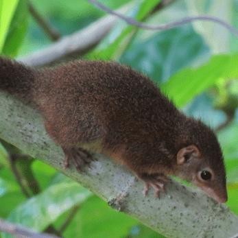 Terlaris tupai kekes jinak total buat mainan anak SALE