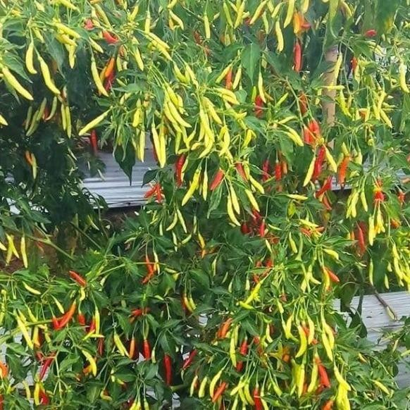 Benih Cabe Lokal Minahasa 13 gram (2000 lebih biji benih) Bonus Panduan Penanaman