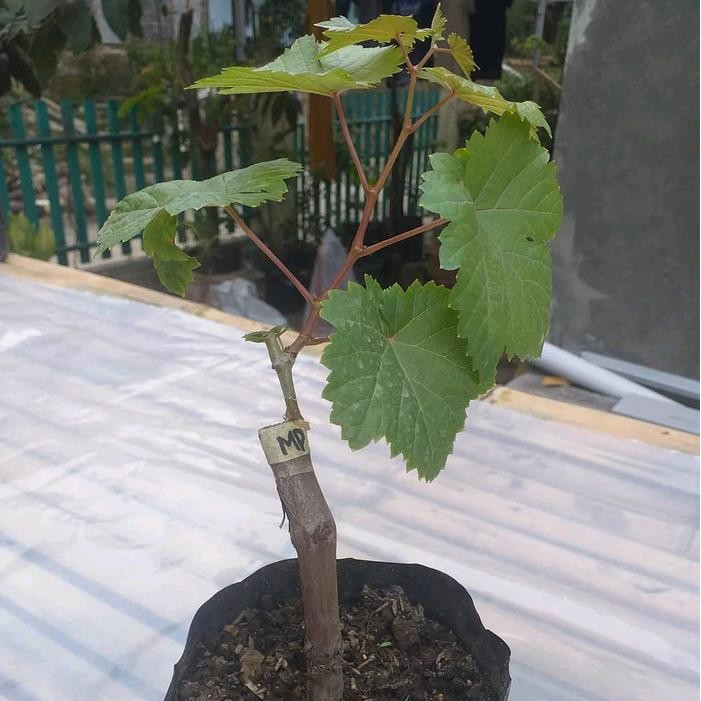 Bibit Anggur Impor Moondrop Grafting Super