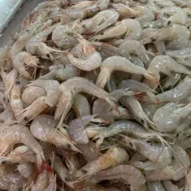 Instanbisa- Udang Peci Laut Kecil Halus 1 Kg