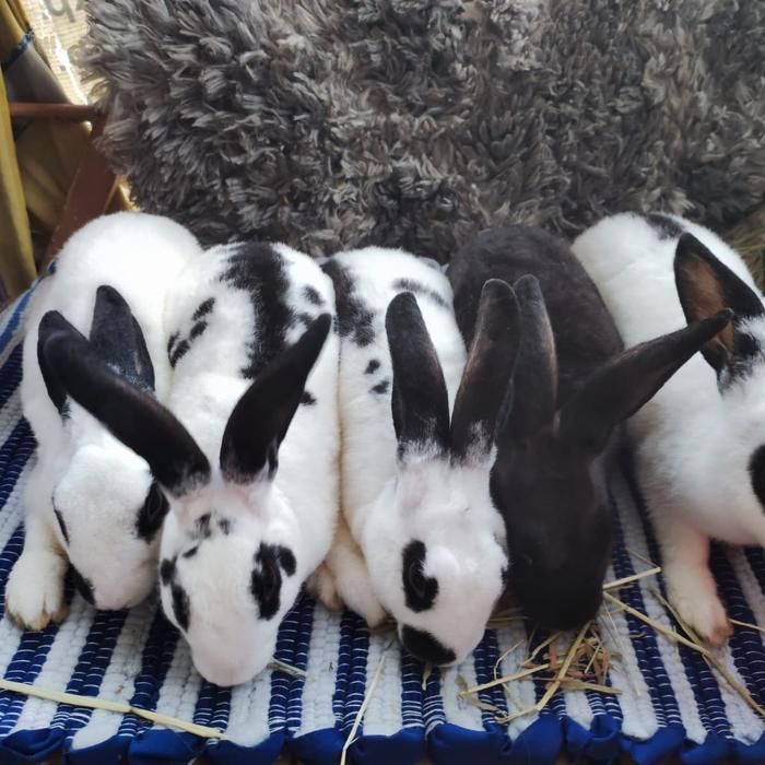 Kelinci Rex Anakan 4 Bulan Jantan