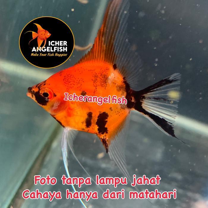 Vista - Ikan Manfish Red Devil 3 4Cm Top Grade / Angelfish Red Devil