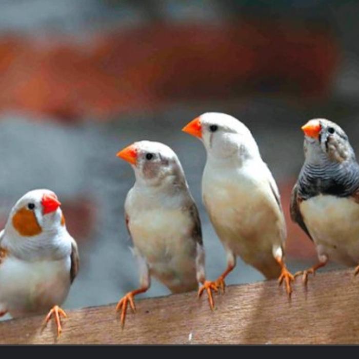 Jayus - Burung Zebra Finch Pasangan