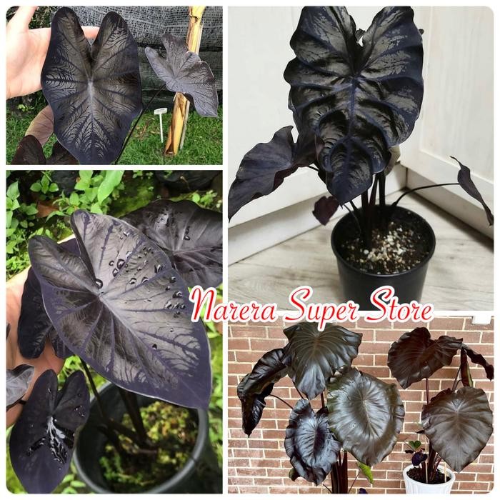 

Colocasia Black Coral Murah Ekonomis not Keladi Caladium Bonggol Magic