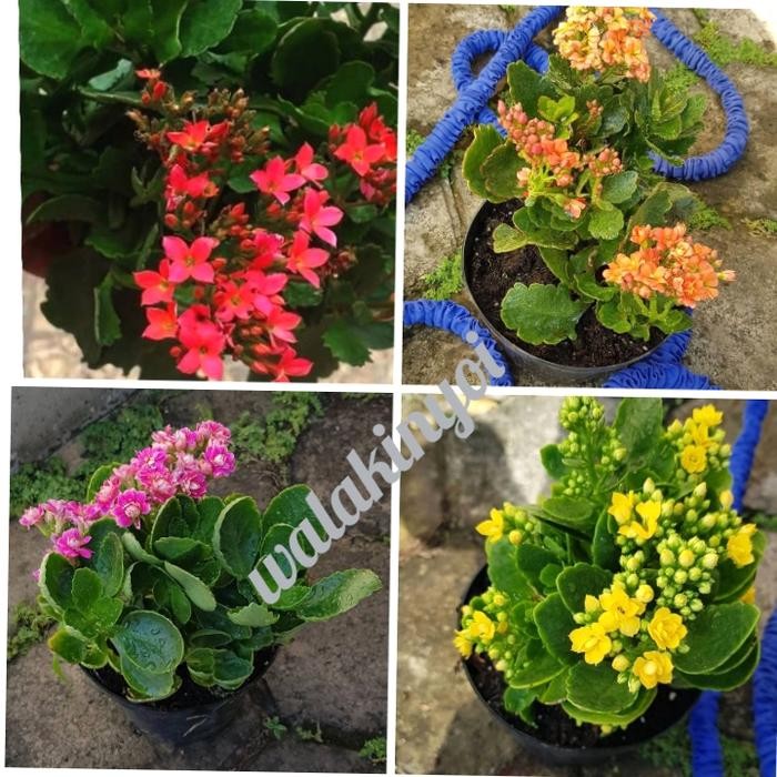 

4pcs tanaman hias cocor bebek+pot