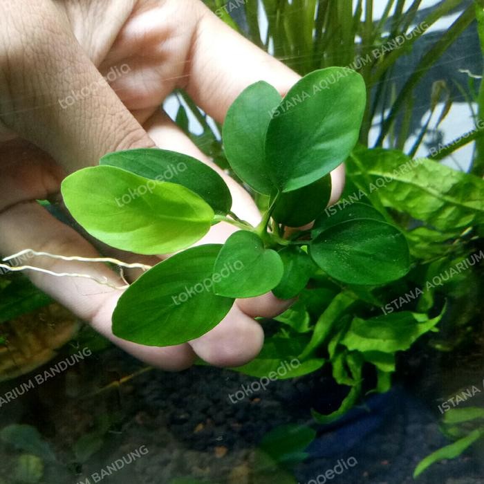 anubias nana mp
