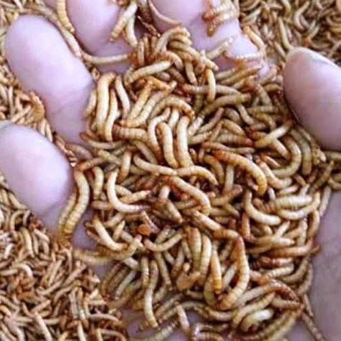 Pilihan- Ulat Hongkong Pakan Burung