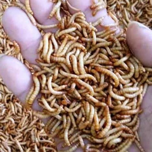 Pilihan- Ulat Hongkong 1 Kg, Fresh