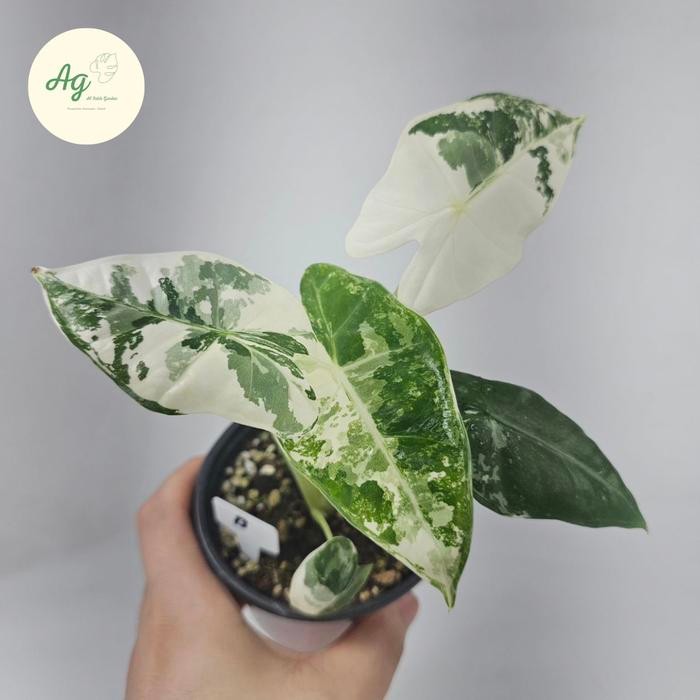 Stok Baru Alocasia frydek variegata