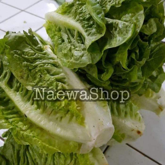 Segar&amanah- Lettuce Romaine Segar Cos Selada 500 Gram