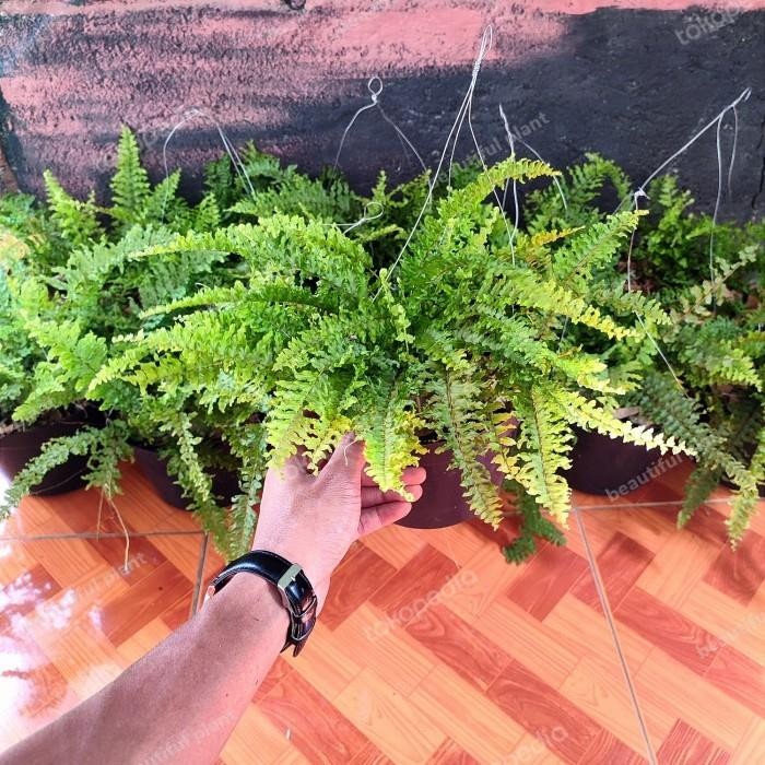 tanamab hias pakis boston artificial - pakis gantung boston - pakis