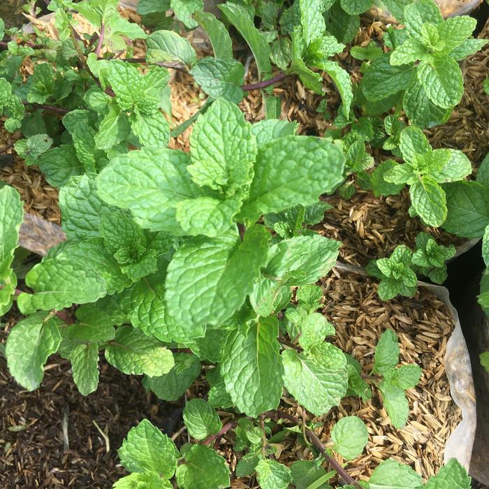BIBIT F1 TANAMAN MINT/PEPPERMINT KONDISI RIMBUN