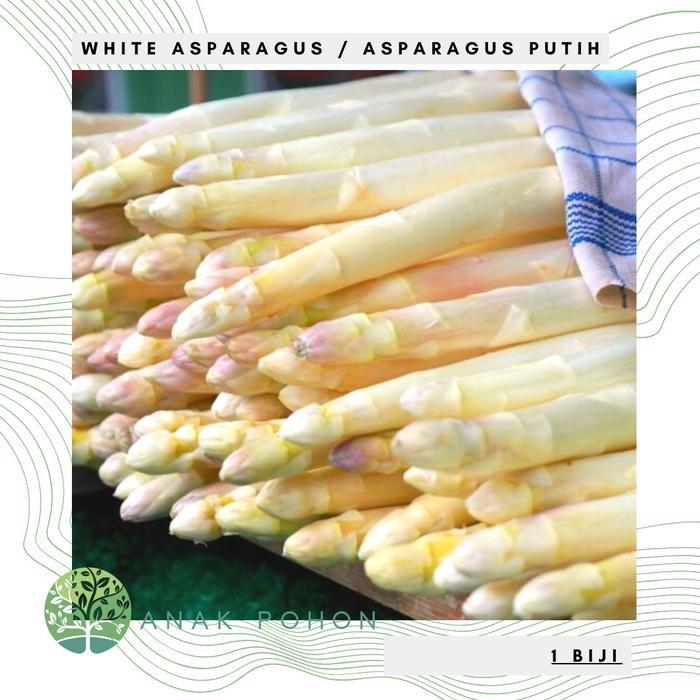 Benih Bibit Biji - White Asparagus / Asparagus Putih Seeds - IMPORT Benih Biji