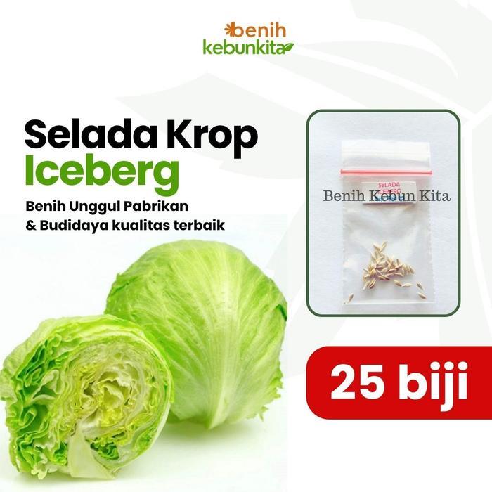 TERBARU [BENIH UNGGUL] Benih Selada Krop Iceberg - Head Lettuce - Selada Kebab