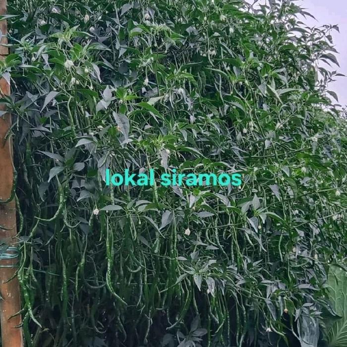 CMK LOKAL SIRAMOS 20 GRAM