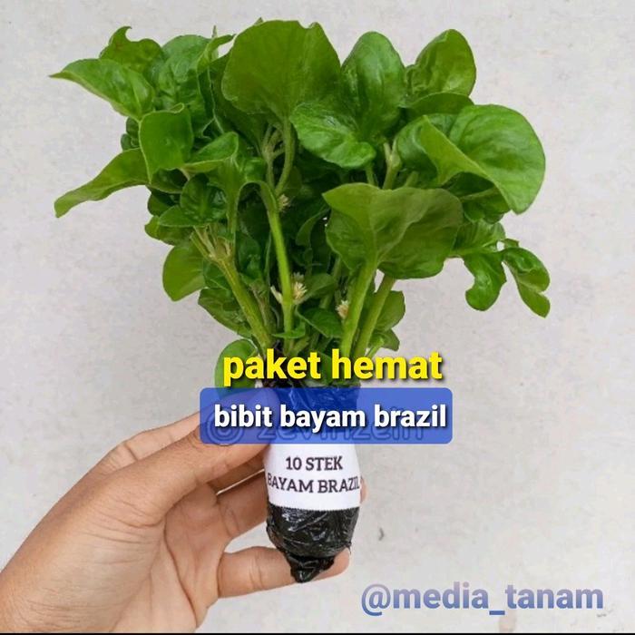 Rupa_Bagus Bibit/Benih Stek Bayam Brazil