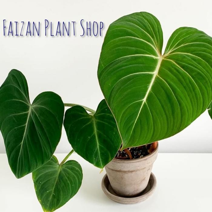 

Tanaman Hias Phylodenron Gloriosum