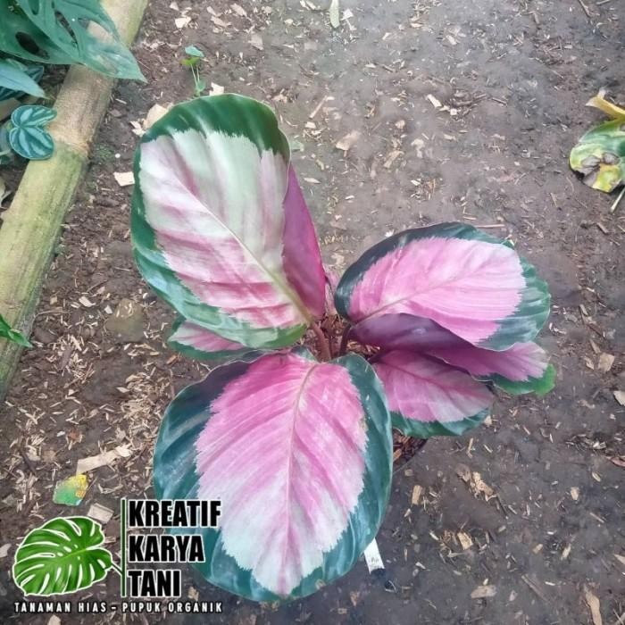 SM- Tanaman hias calathea pink rossy - Calathea Pink Rossy