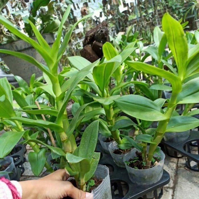 Jlterang Anggrek Dendrobium Spectabile Dewasa