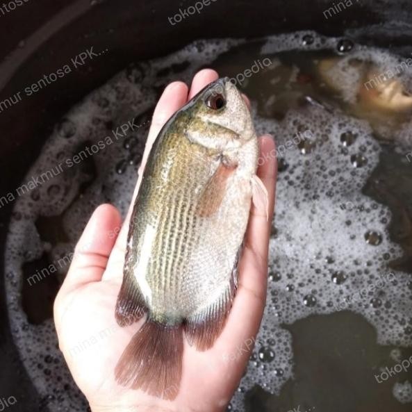 Paket Bibit Ikan Tembakang Isi 10 Ekor Ukuran 4 Jari