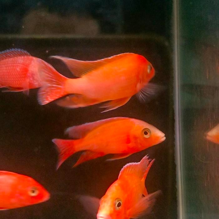 Aulonocara Dragon Blood Peacock Cichlid