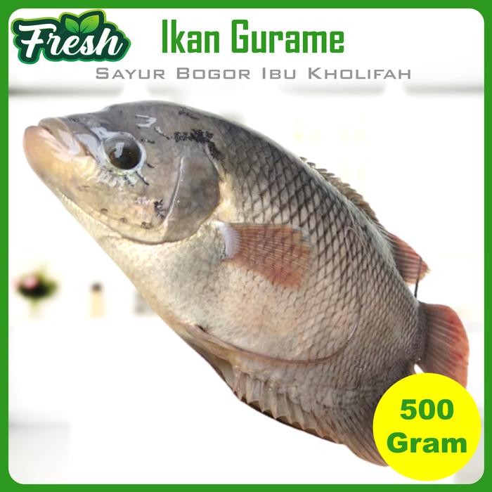 Pilihan- Ikan Gurame Segar Bersih Gratis Potong 500 Gram Ikan Segar Bogor