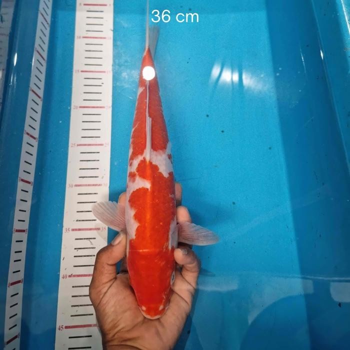 ikan koi blitar /kohaku f1 / cemani farm