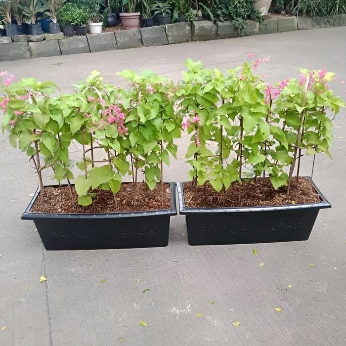 Stok Baru paket tanaman hias rambat satu set dengan pot bunga air mata pengantin