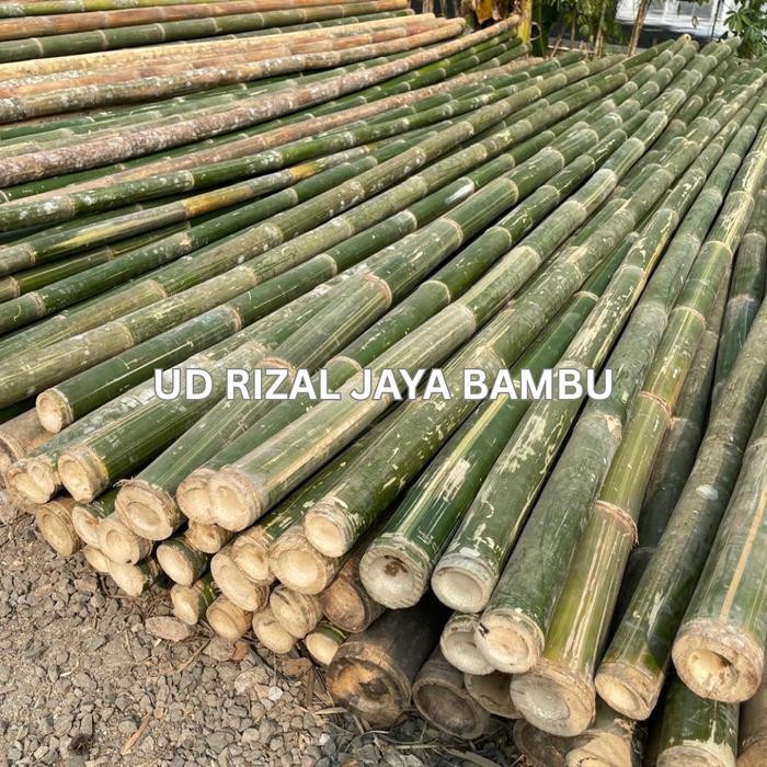 bambu steger murah diameter 7-8 cm panjang +6 meter