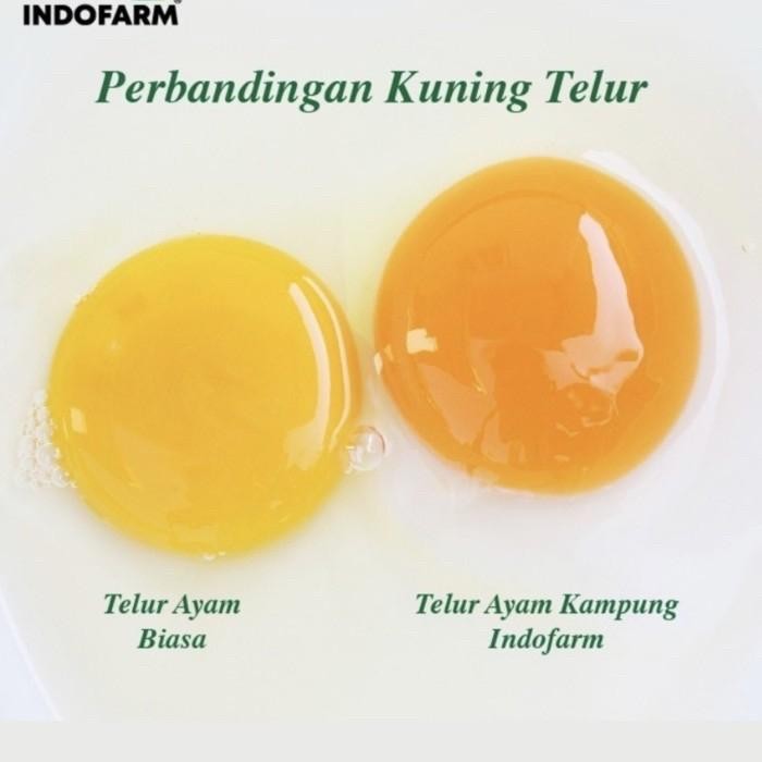 Segar&amanah- Telur Ayam Kampung Indofarm