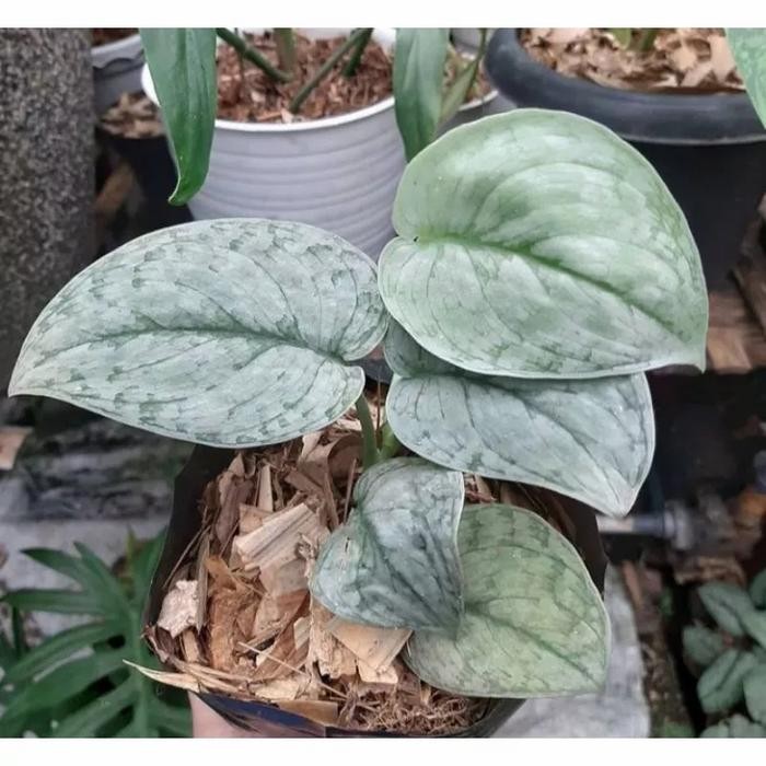 [ Tanaman Hias Scindapsus Silver Cloud ]