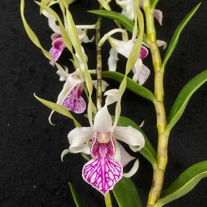 [ Dendrobium Stratiotes ]