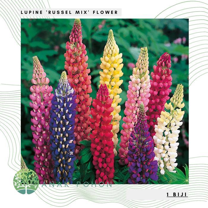 Benih / Bibit / Biji - Bunga Lupine 'Russel Mix' Flower Seeds - IMPORT Benih Biji