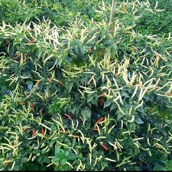 Promo Benih Cabe Jarum Super Lebat Isi 20 Gram / 4000 Butir Lebih untuk Pertanian Terlaris