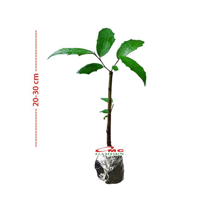 Ready Cod Bibit Bonsai Bonsae Beringin Amplas Putih Ficus Ampelas 20-30 Kode 182
