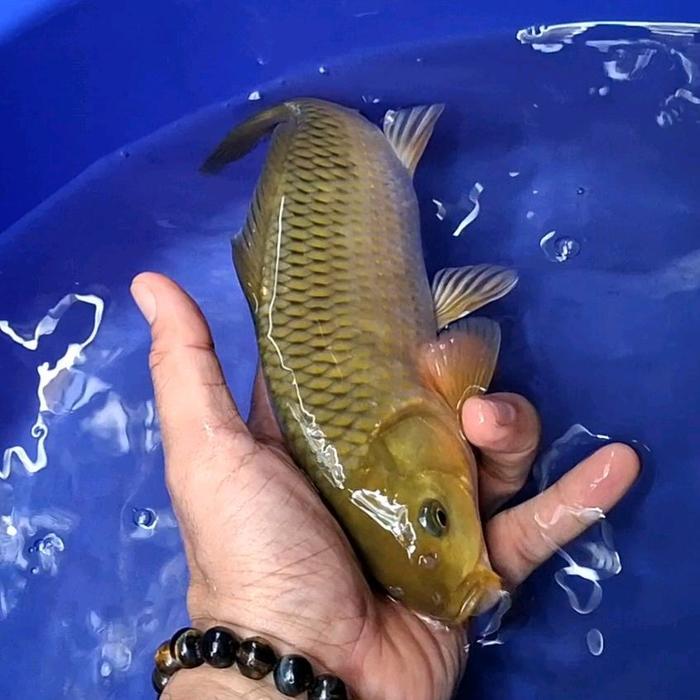 Vista - Ikan Koi Blitar Jenis Chagoi / Rumah Koi Jakarta / Kode 001