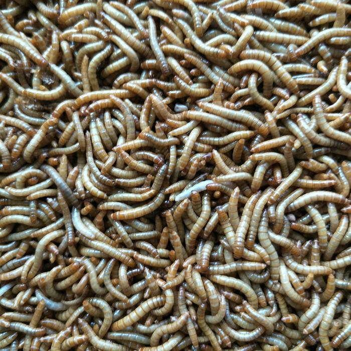 Jayus - Ulat Hongkong /Ulat Pakan Burung/Ulat Hongkong Pakan Ikan 250 Gram