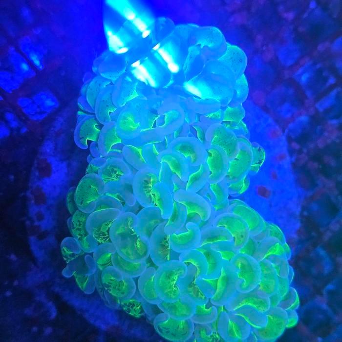 coral koral siwalan hijau ungu ijo ungu frag wall hammer coral perawatan mudah tahan banting