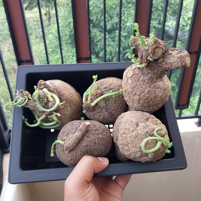 SM- Stephania Venosa Caudex Tanaman Hias Impor Unik Kaktus Sukulen