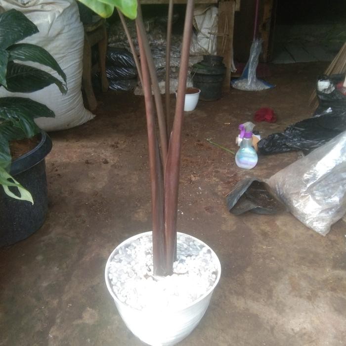 SM- tanaman hias keladi hitam+pot putih+batu