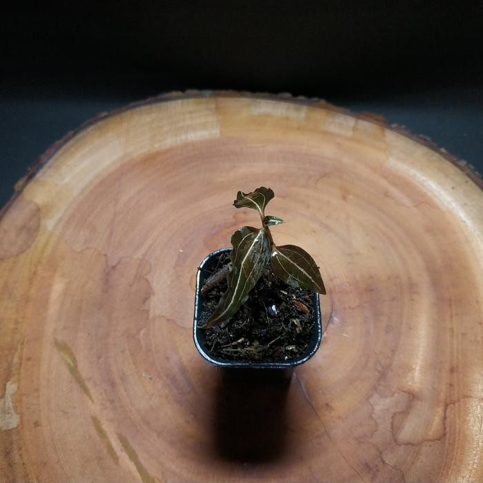 Jlterang Jewel Orchid Ludisia Discolor Tanaman Paludarium Vivarium