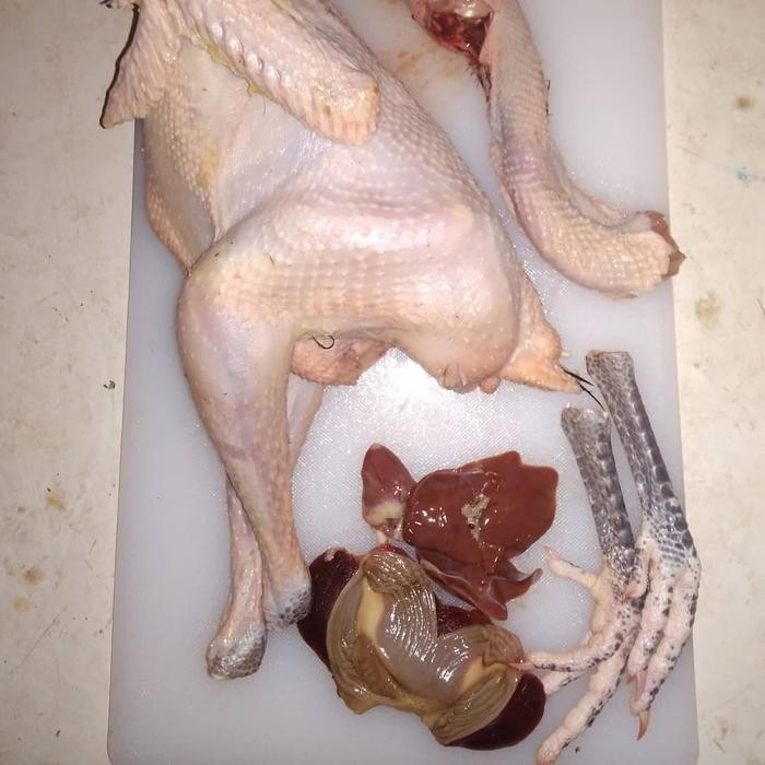 

Pilihan- Ayam Kampung Tua