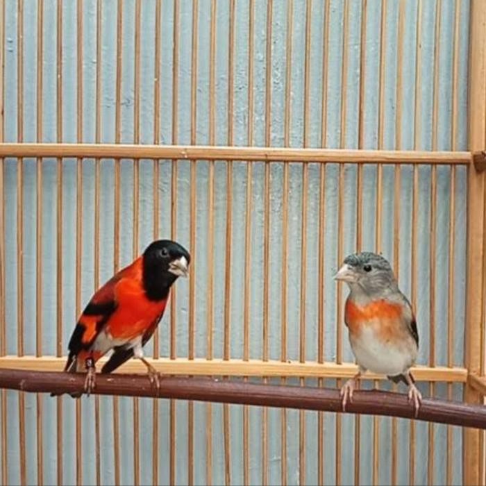 burung red siskin sepasang