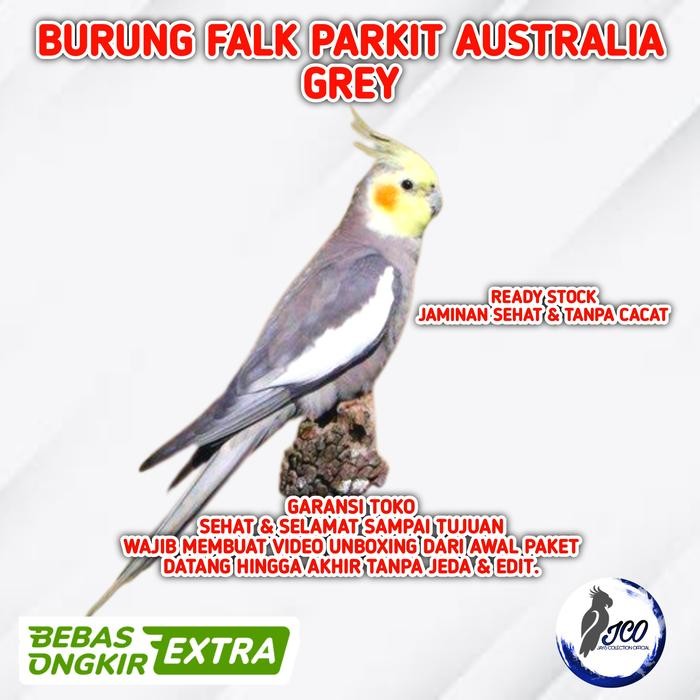 BURUNG FALK PARKIT AUSTRALIA GREY BURUNG PARKIT AUSTRALIA FALK GREY
