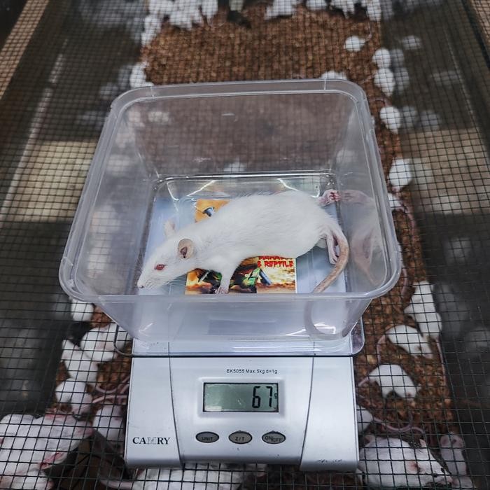 Pilihan- Tikus Putih Penelitian Rat - Rattus Norvegicus - Pakan Hewan Reptil Medium Kecil/Besar