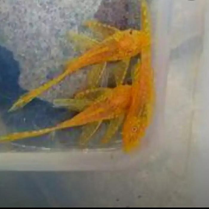 DISKON ikan sapu sapu brusouth albino slayer READY STOCK